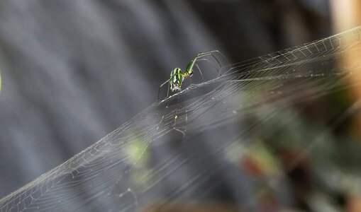 Outdoors wild life colombia