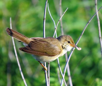 Acrocephalus palustris Irpin5
