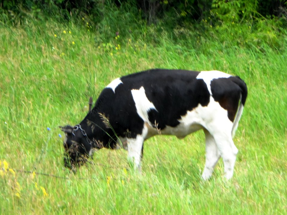 Domestic bull in Russia (01) 01
