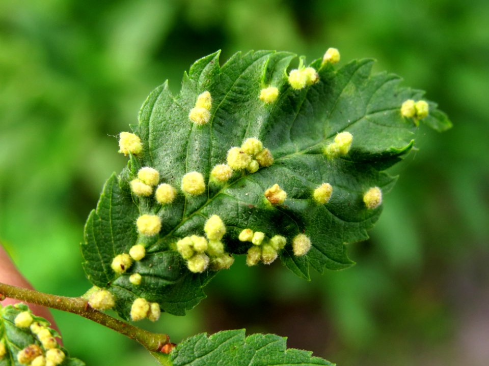 Aceria campestricola gall Kiev1