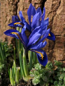 Bloom schwertliliengewaechs blue