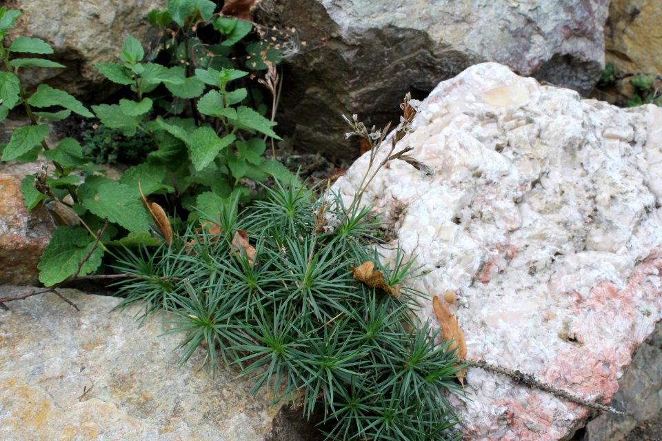 Acantholimon glumaceum 8247