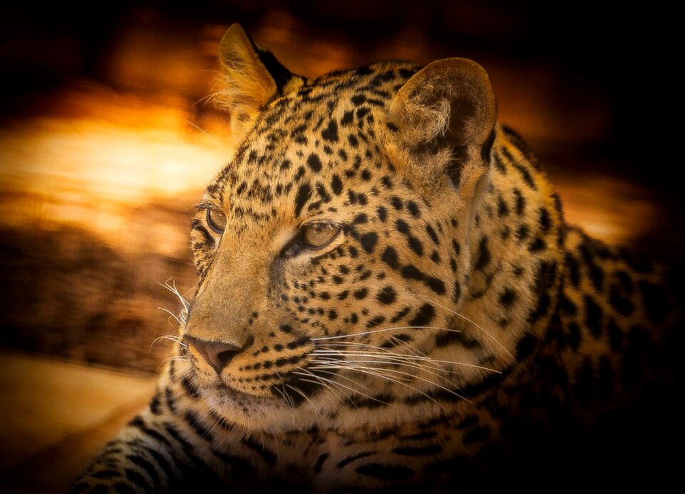 Conservation kruger national park endangered