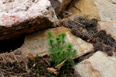 Adonis vernalis 2609
