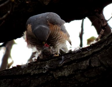 Accipiter nisus, Kiev 2