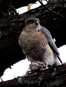 Accipiter nisus, Kiev 4