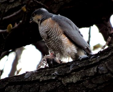 Accipiter nisus, Kiev 3