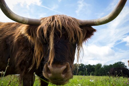 Pasture agriculture highland photo