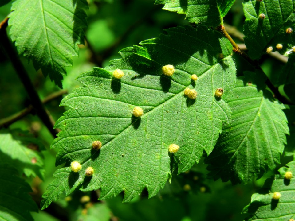 Aceria campestricola gall Kiev3