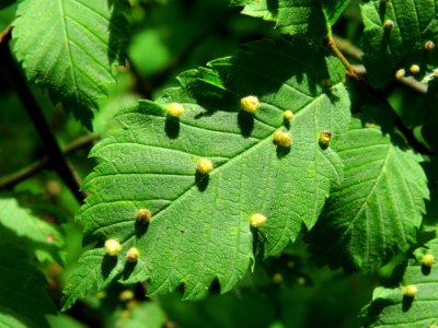 Aceria campestricola gall Kiev3