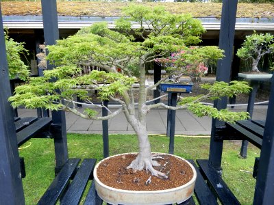 Acer palmatum thunb shishigashira, 1944