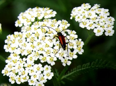 Achillea millefolium & Stenurella melanura2