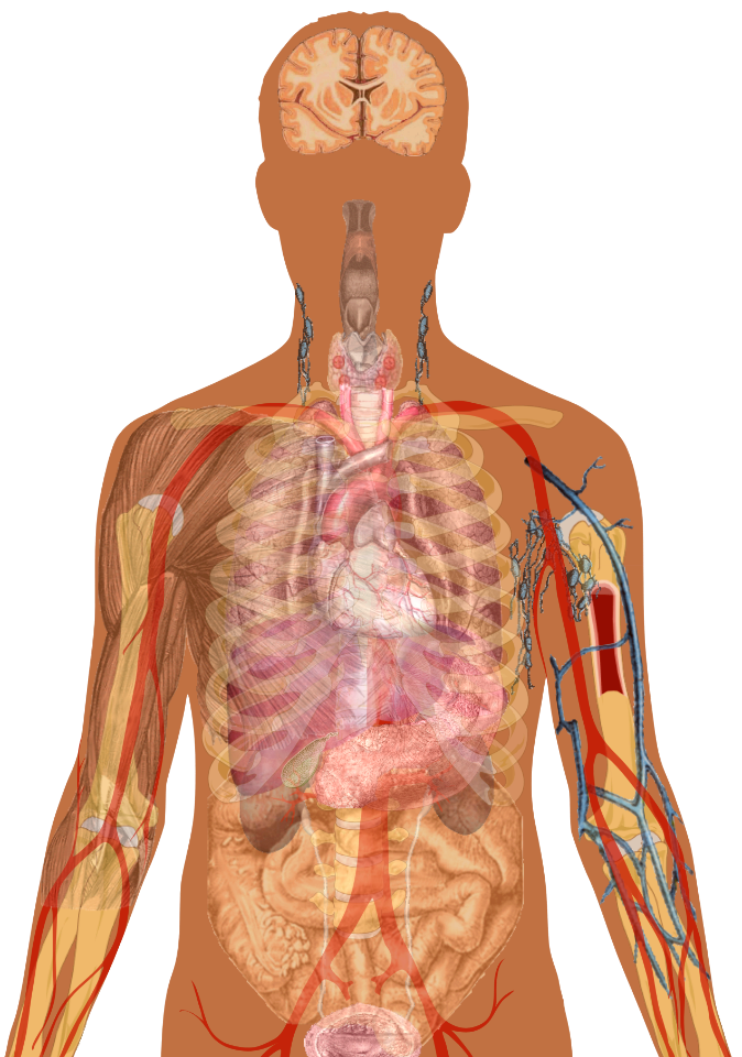 Adult male with organs