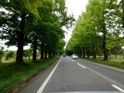 A row of Metasequoia trees Makino 20200919