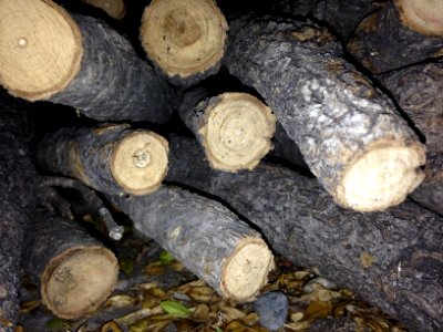 Age rings wood