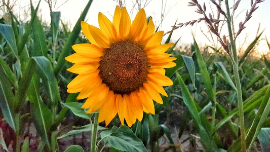 Sunflower nature flower