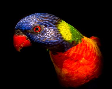 Tropical beak color photo