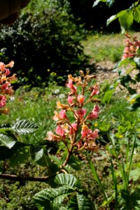 Aesculus × carnea 1338
