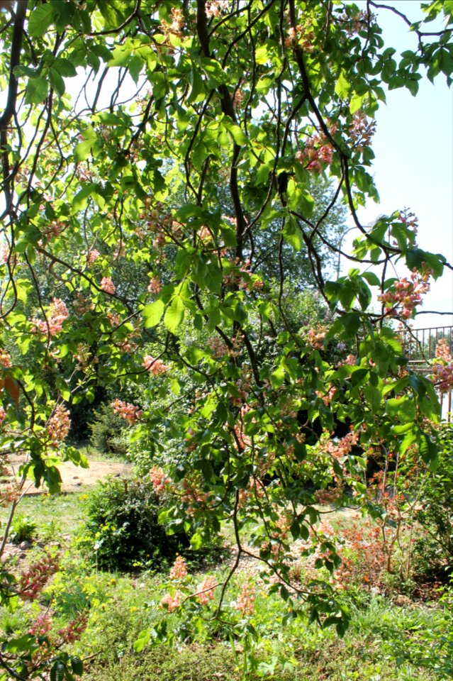Aesculus × carnea 1331