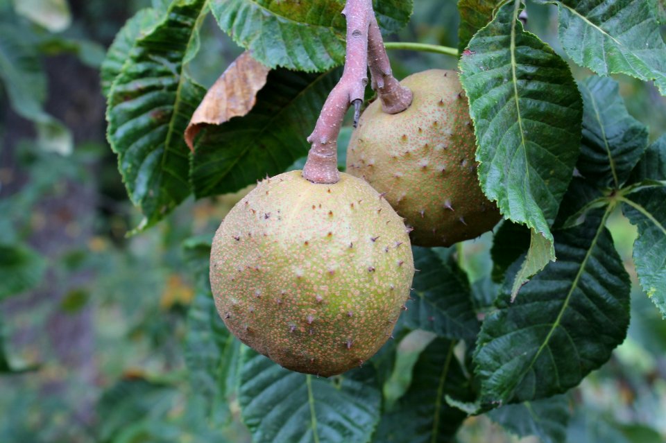 Aesculus × carnea 86