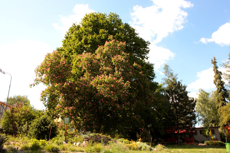 Aesculus × carnea 051