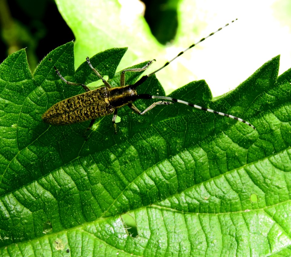 Agapanthia villosoviridescens Irpin