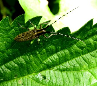 Agapanthia villosoviridescens Irpin photo