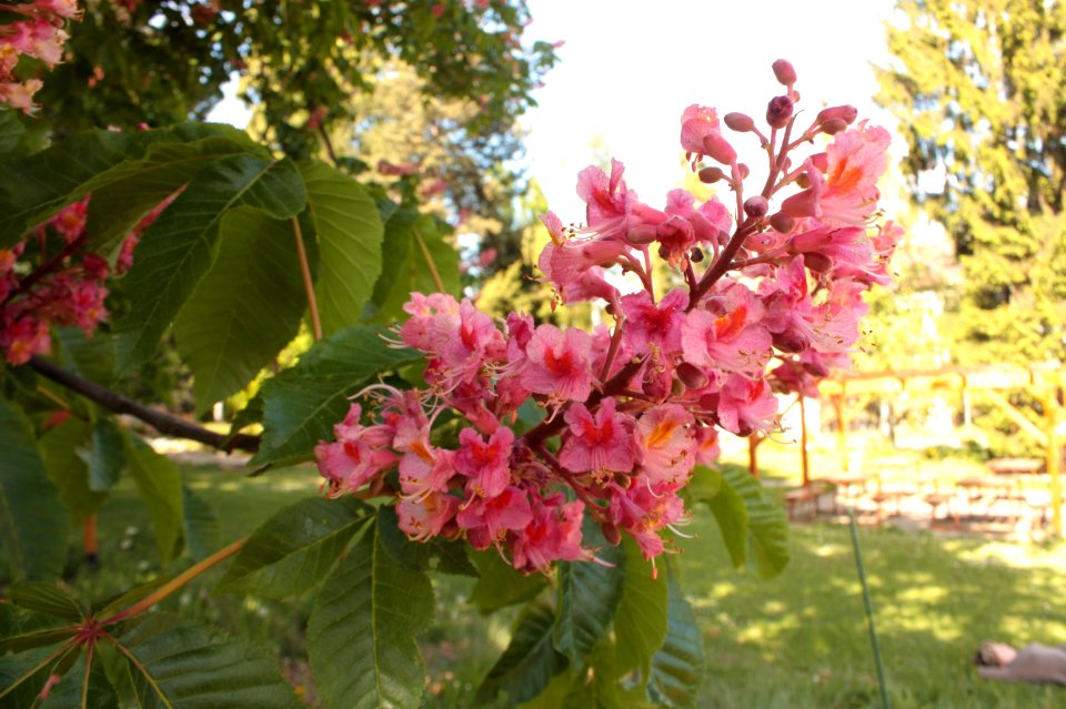 Aesculus × carnea 078