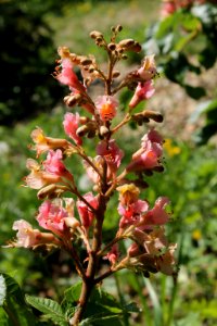 Aesculus × carnea 1339