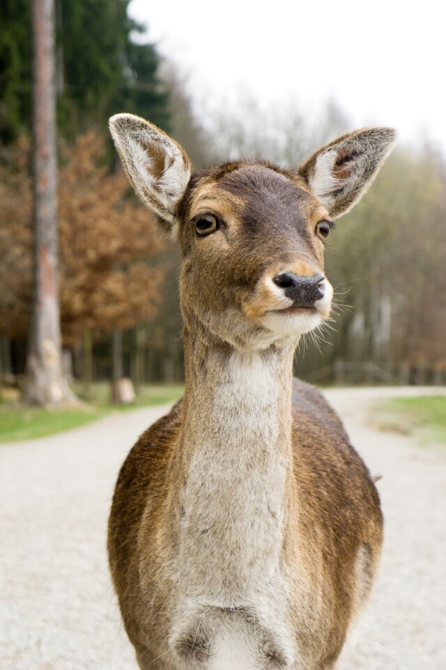 Forest animal fallow deer free deer