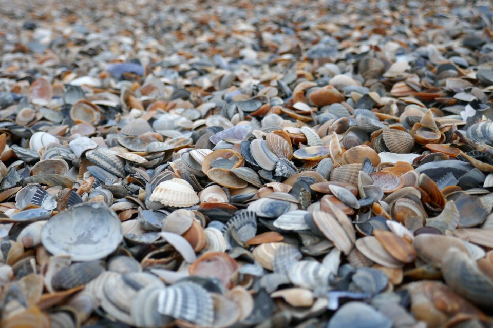 North sea sea nature