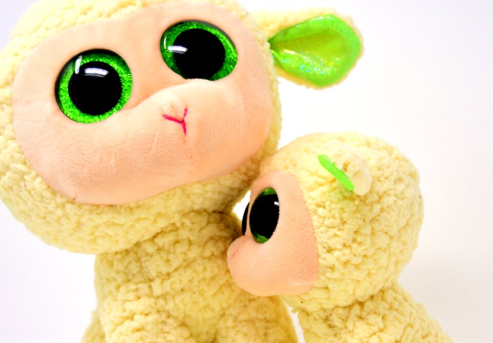 Nature lamb cute