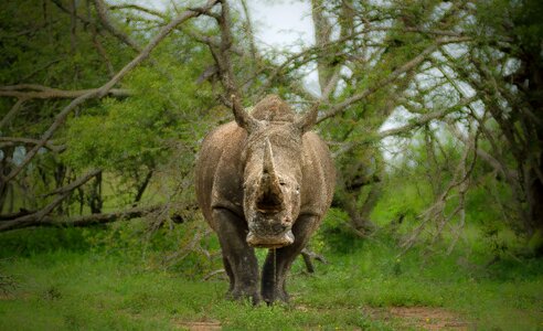 Endangered poaching horn photo
