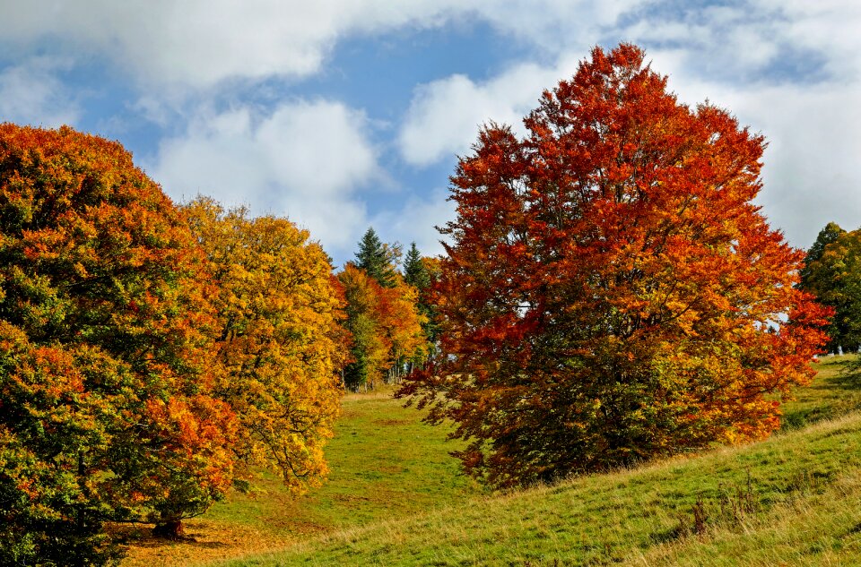 Fall foliage deciduous trees leaves