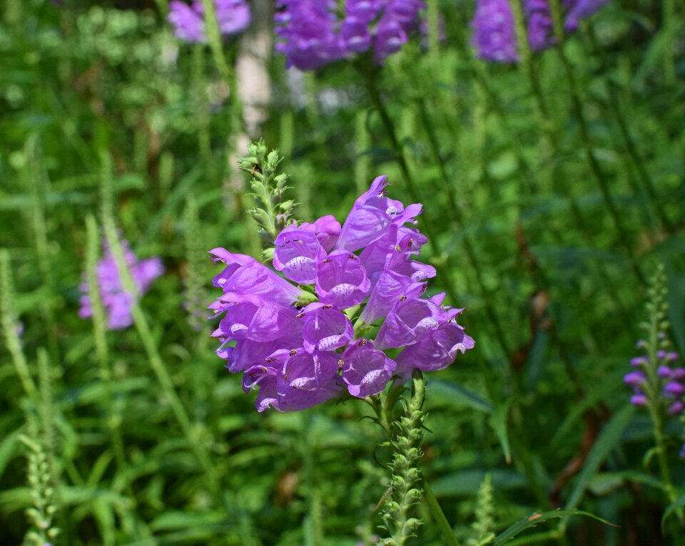 Bloom plant garden