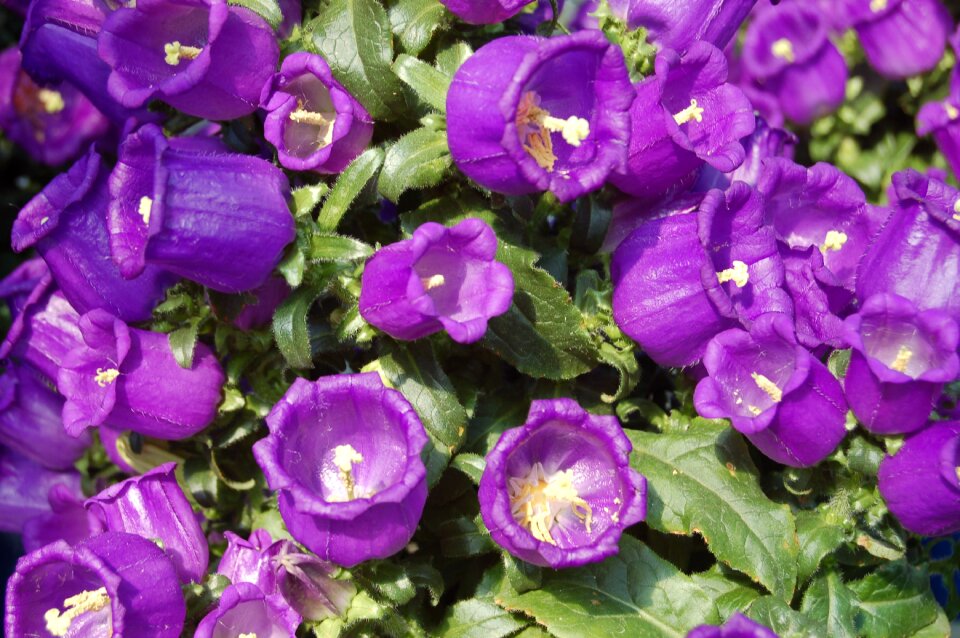 Spring flowers purple flowers