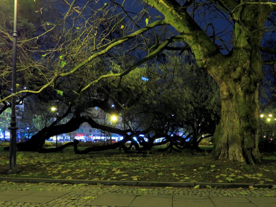 Świętokrzyski Park Warszawa 01