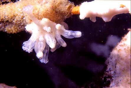 Alcyonium coralloides (Pallas, 1766) 5
