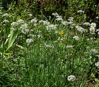 Bloom plant garden