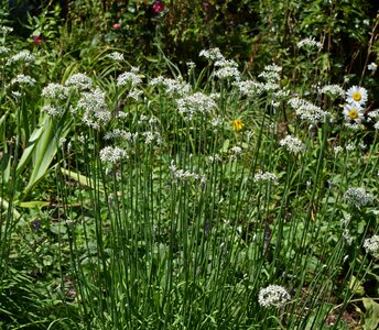 Bloom plant garden photo