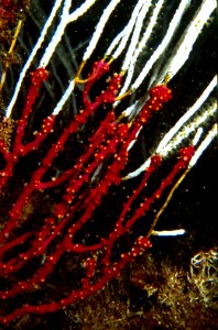 Alcyonium coralloides (Pallas, 1766) var. rouge 3