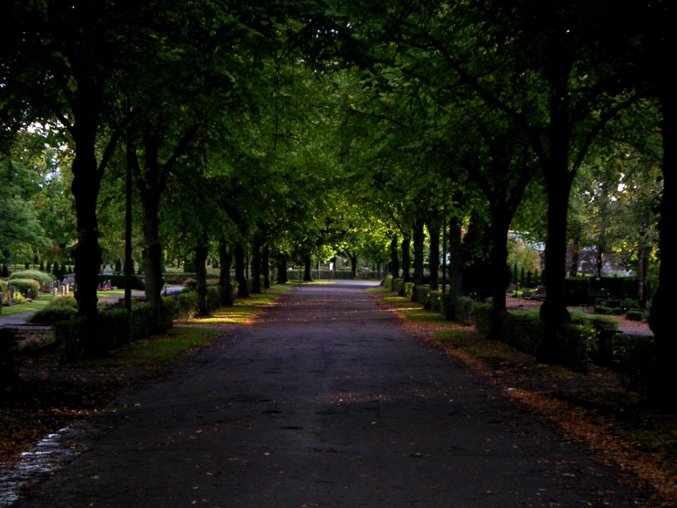 Allée in Uppsala old cemetery