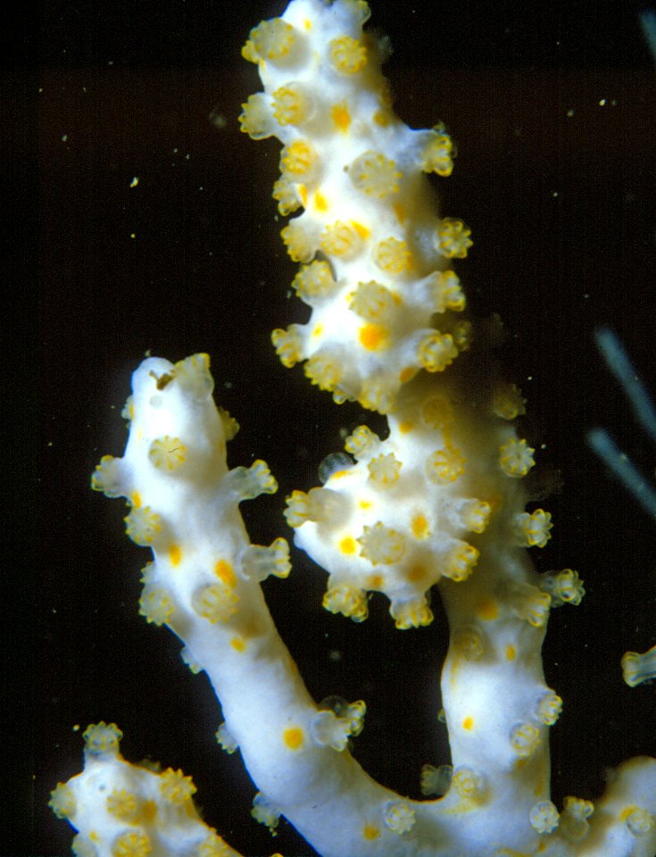 Alcyonium coralloides (Pallas, 1766) 4