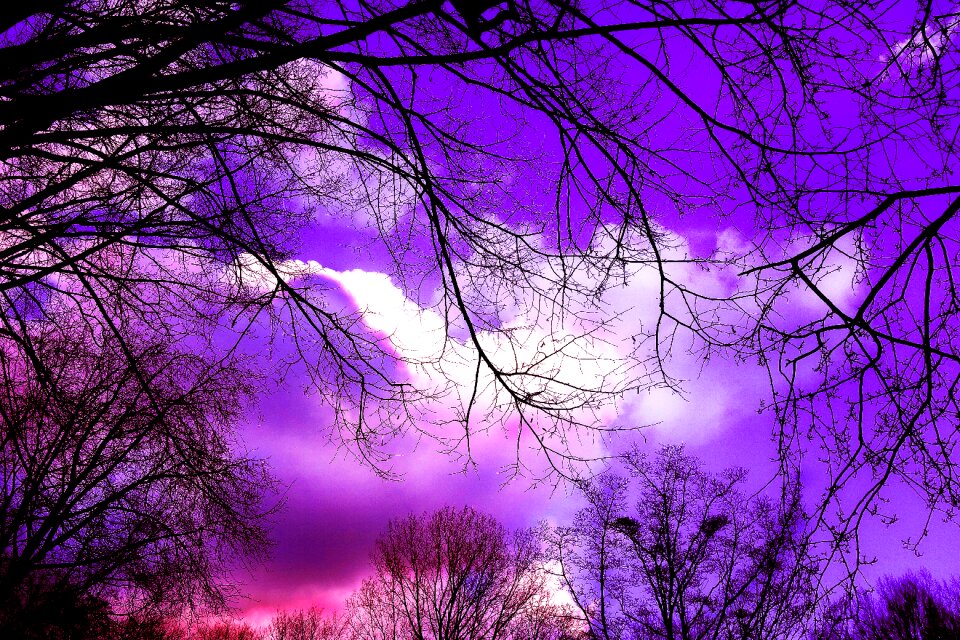 Tree silhouette skies clouds