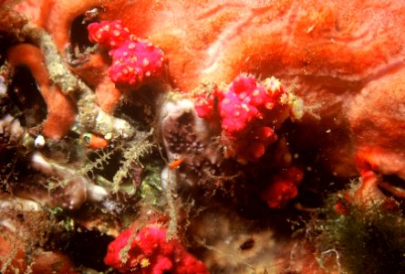 Alcyonium coralloides (Pallas, 1766) 1
