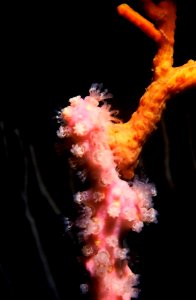 Alcyonium coralloides (Pallas, 1766), Leptogorgia sarmentosa (Esper, 1791) 1
