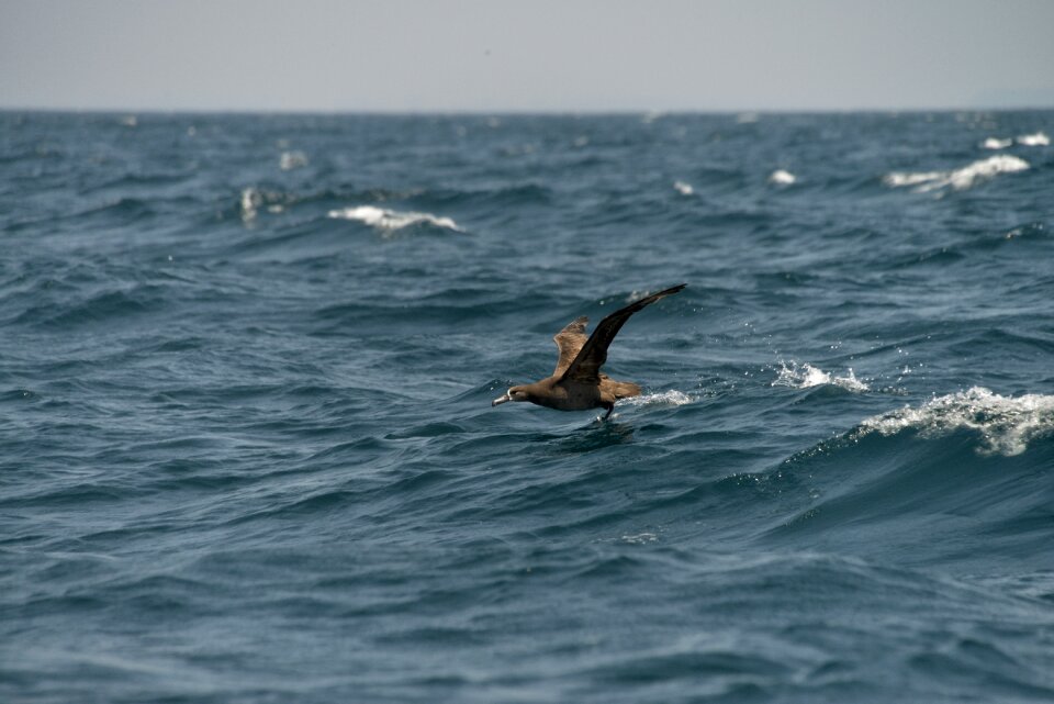 Natural bird download app albatross