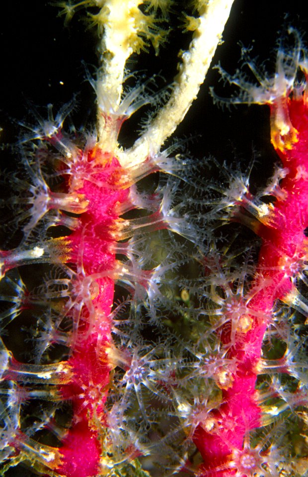 Alcyonium coralloides (Pallas, 1766), Eunicella singularis (Esper, 1794)