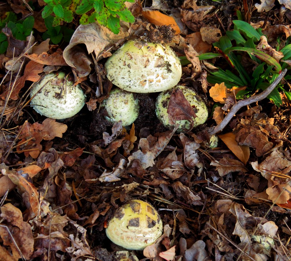 Amanita citrina Kiev1