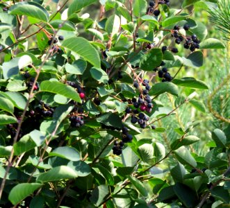 Amelanchier ovalis2